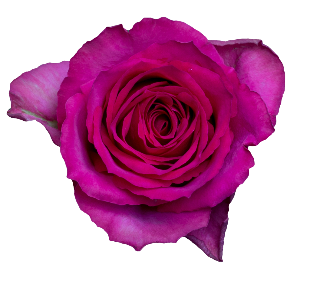 Madam Cerise